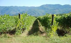 Villa di Corte